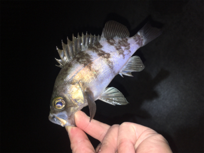 明石方面メバリング