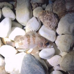 リリースサイズー