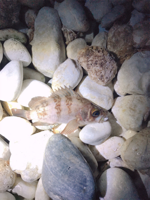 リリースサイズー