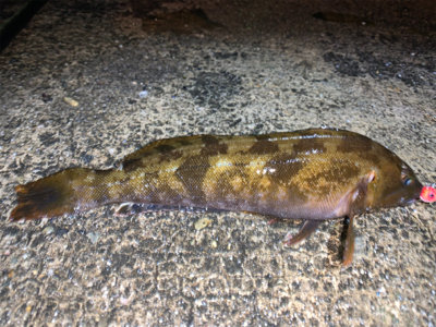 35年ぶりのアブラメ