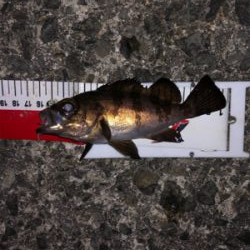 今年初釣りは久々のメバル！