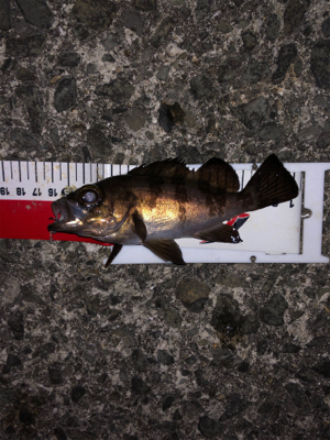 今年初釣りは久々のメバル！