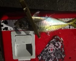 アジング練習 112