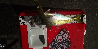 アジング練習 112