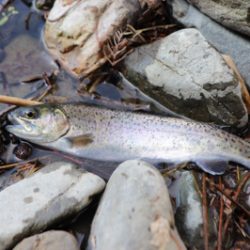 芥川マス釣り場