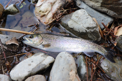 芥川マス釣り場
