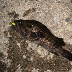 相変わらず釣れてます(^^)