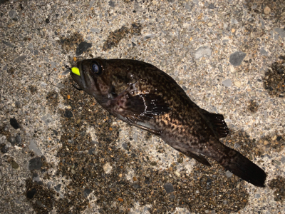 相変わらず釣れてます(^^)