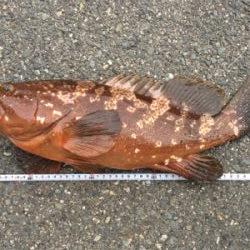 やったぜ！50オーバー！