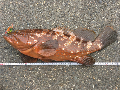 やったぜ！50オーバー！