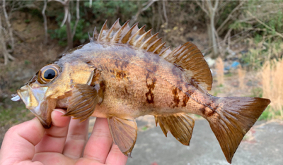 春のヒラスズキ  開幕