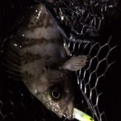 ライトゲームにゃキツイ時期ですなぁ