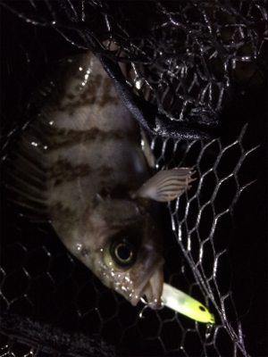 ライトゲームにゃキツイ時期ですなぁ