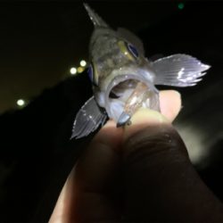 爆釣メバリング!!