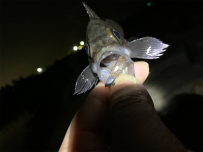 爆釣メバリング!!