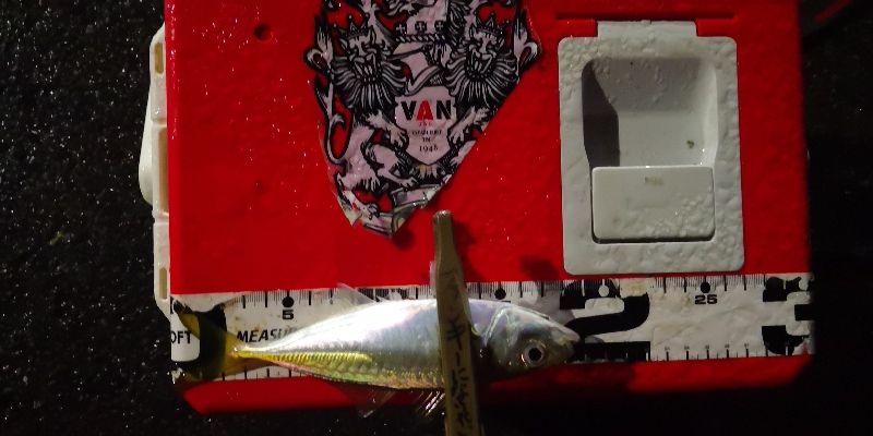 アジング練習 113  ERFS-54-ULS-TZ 鱗付け