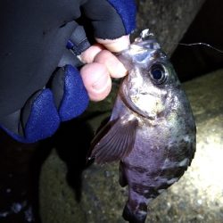 ナイトメバリング