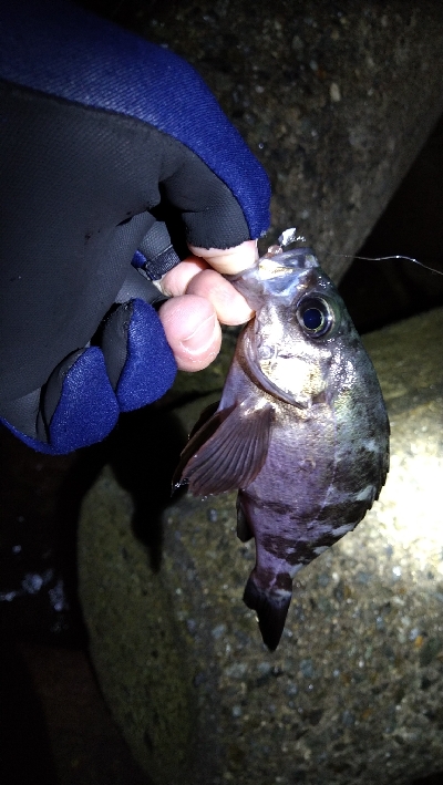 ナイトメバリング