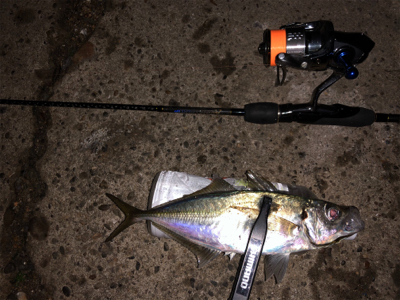 アジング 良型が2月半ばなのにどこでも釣れる