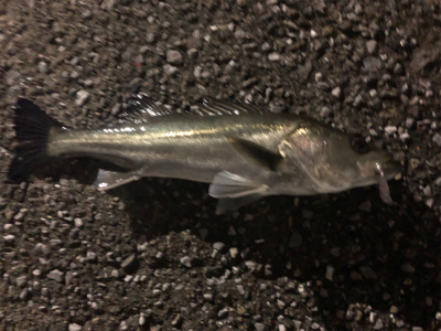 バレンタインシーバス