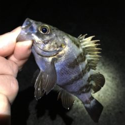 雨上がりのメバリング