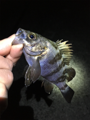 雨上がりのメバリング
