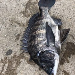 エビ撒き　朝マヅメに短時間で地合い