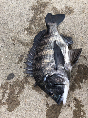 エビ撒き　朝マヅメに短時間で地合い