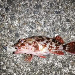 厳しいアジング