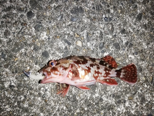 厳しいアジング