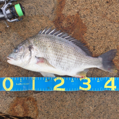 淀川ブリームゲーム 地合