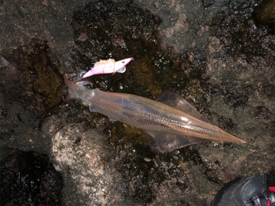 久々のベタ凪、激混みの浜へGO!