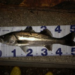 まさかのヒラメ