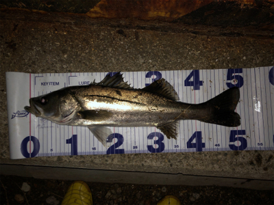 まさかのヒラメ