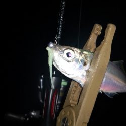 アジング練習  114