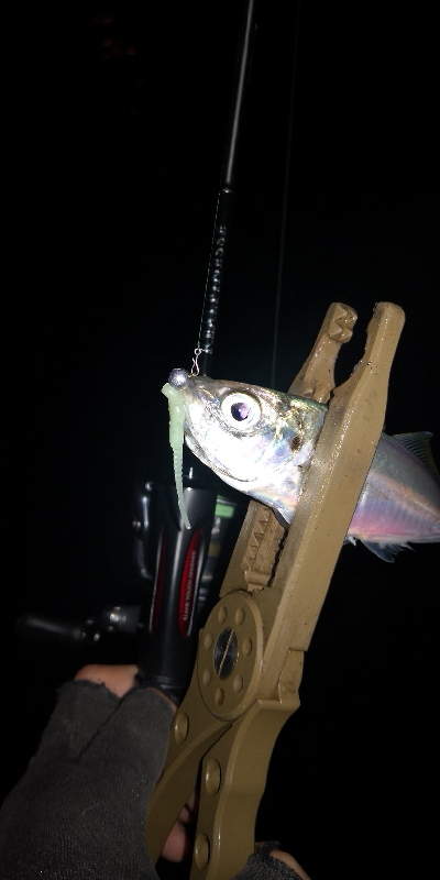 アジング練習  114