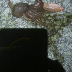 ヤリイカ狙いで・・・