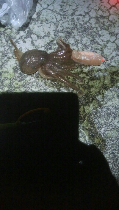 ヤリイカ狙いで・・・