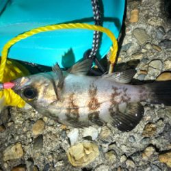 短時間メバリング