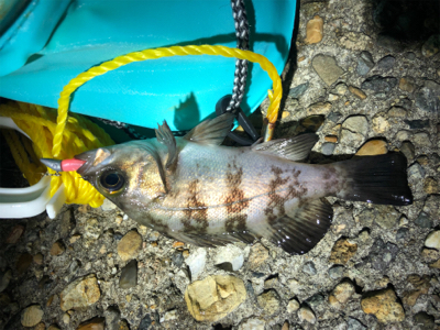 短時間メバリング