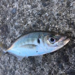 まだ釣れるけど