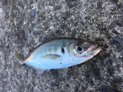 まだ釣れるけど