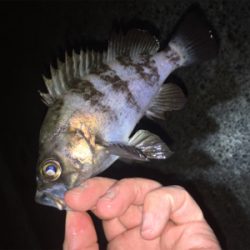 明石周辺メバリング