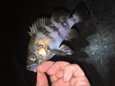 明石周辺メバリング