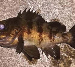 メバリング1805〜1850