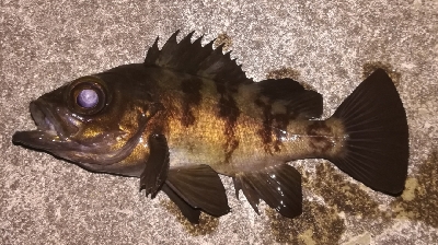 メバリング1805〜1850