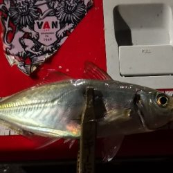 アジング練習 115