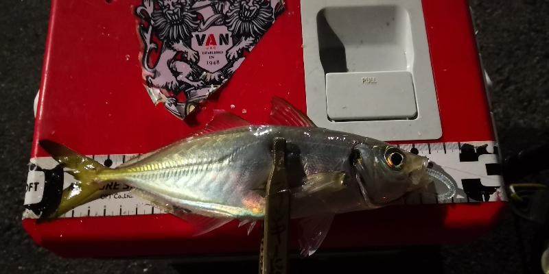 アジング練習 115