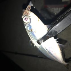 癒しのアジング(^｡^)