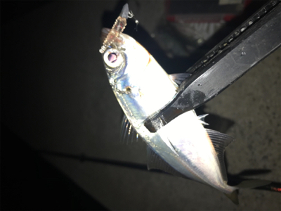 癒しのアジング(^｡^)